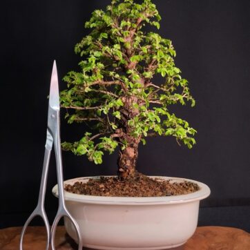 Olmo Parvifolia Nirekeyaki. (Zelkova Nire) ZN260302