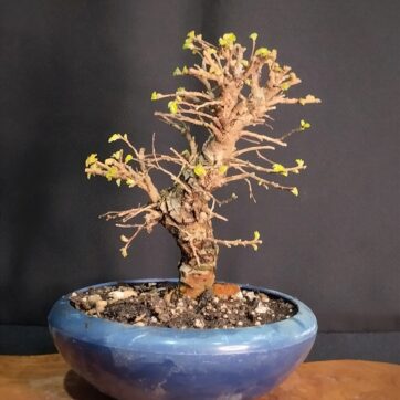 Olmo Parvifolia Nirekeyaki (Zelkova Nire) ZN260304