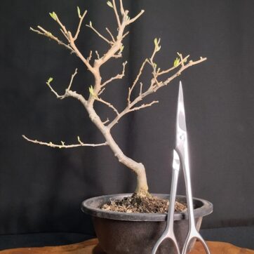 Ilex Serrata hembra. ISH260301