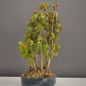 Arce Burgerianum bosque ABB260402