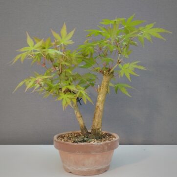 Arce Palmatum Yamamomiji APY260403