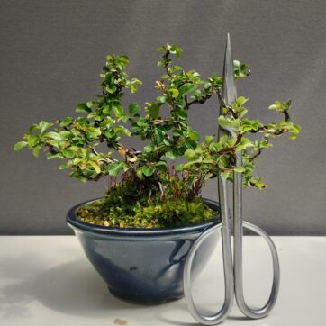 Chaenomeles Chojubai flor roja CHJ260505