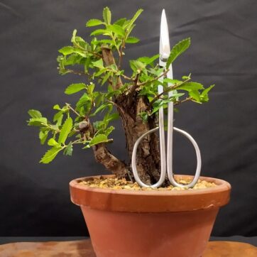 Olmo Parvifolia Nirekeyaki (Zelkova Nire) OP260602