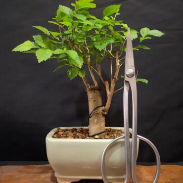 Zelkova Serrata ZS260602