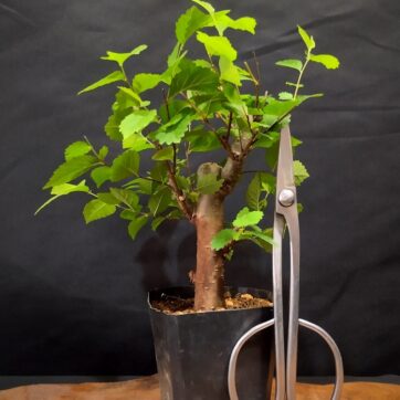 Zelkova Serrata ZS060126