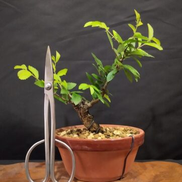 Olmo Parvifolia Nirekeyaki (Zelkova Nire) OP260601