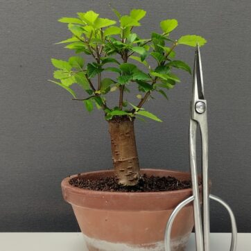 Zelkova Serrata. ZS260801