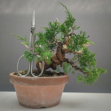 Junipero Chinensis Itoigawa. IT260801
