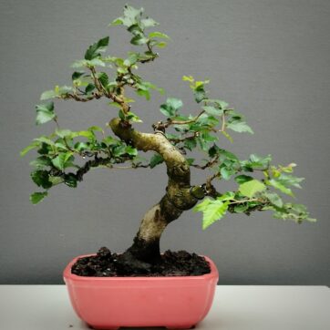 Carpe Turzaninowii CT260801