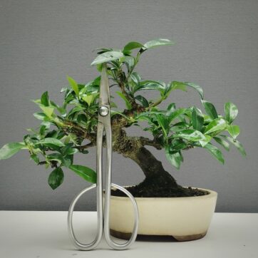 Gardenia Jasminoides GJ260801
