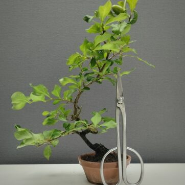 Diospyros Kaki, Hembra. KH260801