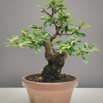 Olmo Parvifolia NIrekeyaki. Zelkova Nire OP260801
