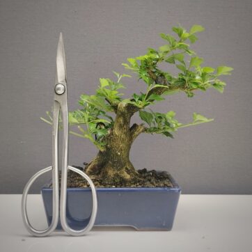 Premna Japonica, Arce Nioi  PJ260801