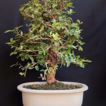Olmo Parvifolia Nirekeyaki. (Zelkova Nire) ZN260302