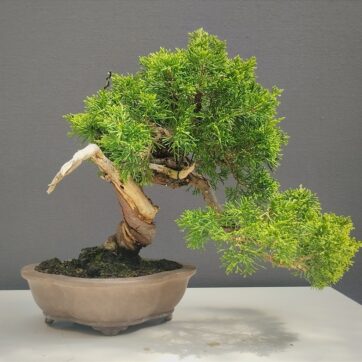 Junipero Chinensis Itoigawa IT260911